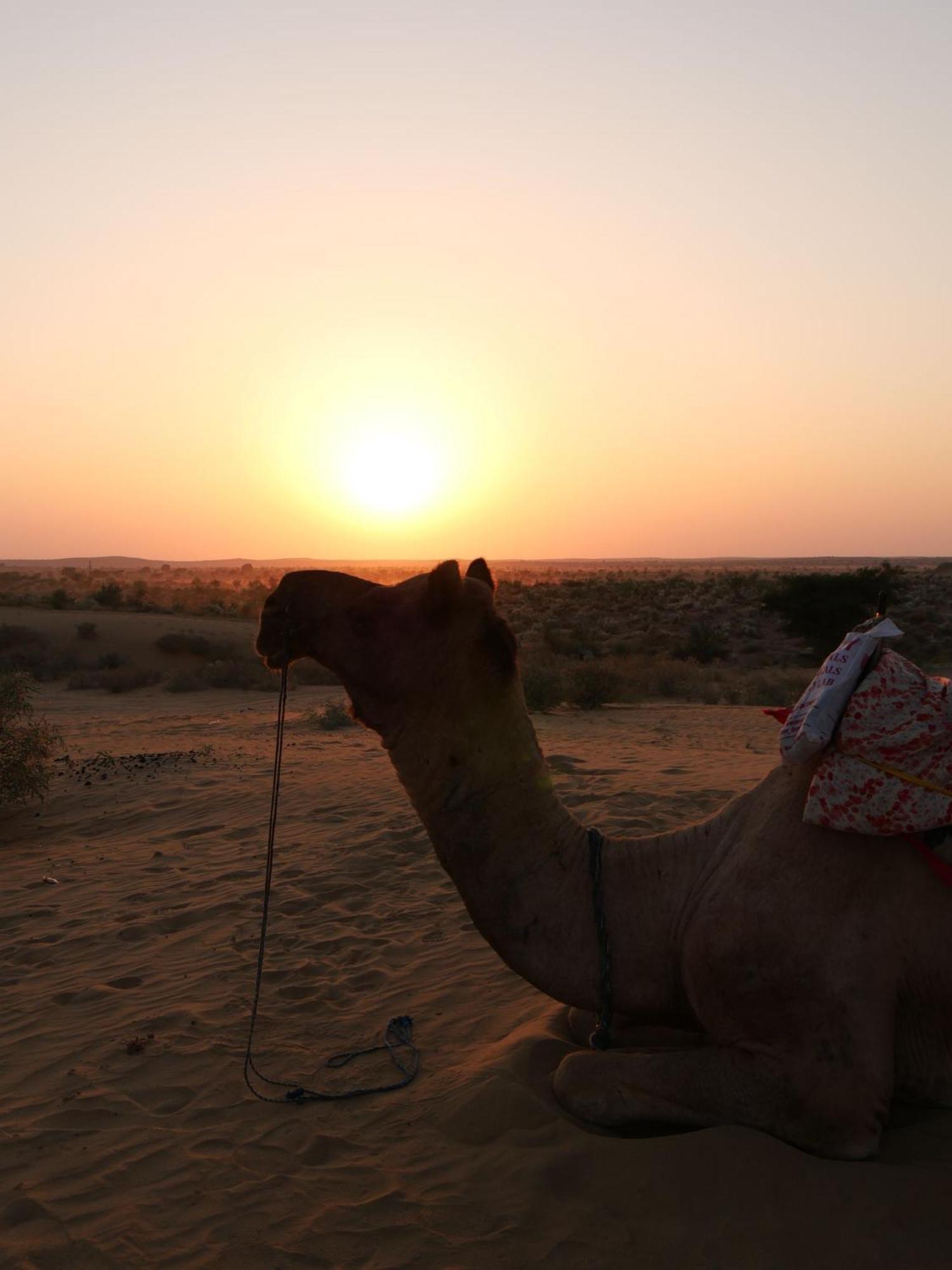 Ideal Guest House Jaisalmer Bagian luar foto
