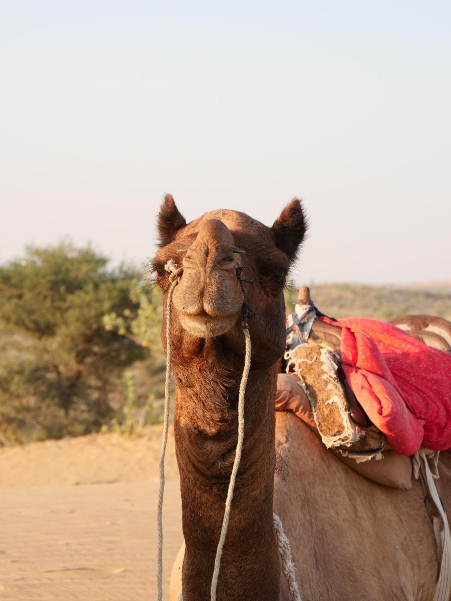 Ideal Guest House Jaisalmer Bagian luar foto